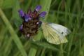 Butterflies: Green-veined White (Pieris napi)